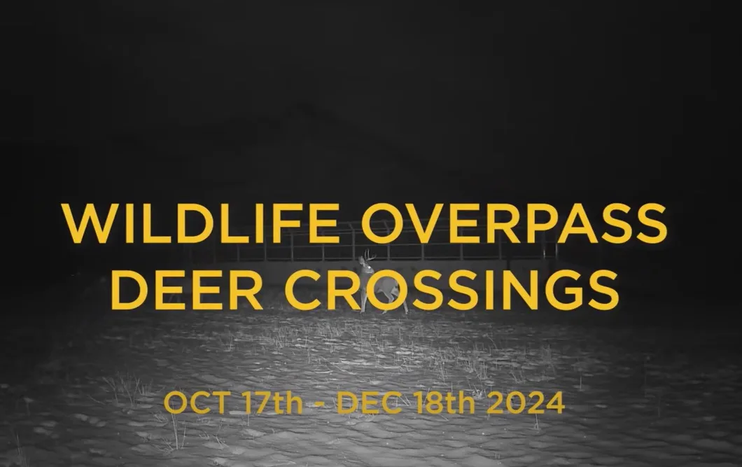 Wildlife Overpasses Work—And This Video is the Proof