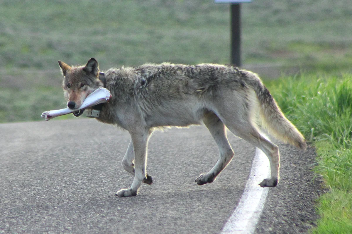 Howling Heritage: UM Researcher Reflects on 30 Years of Wolves in Yellowstone