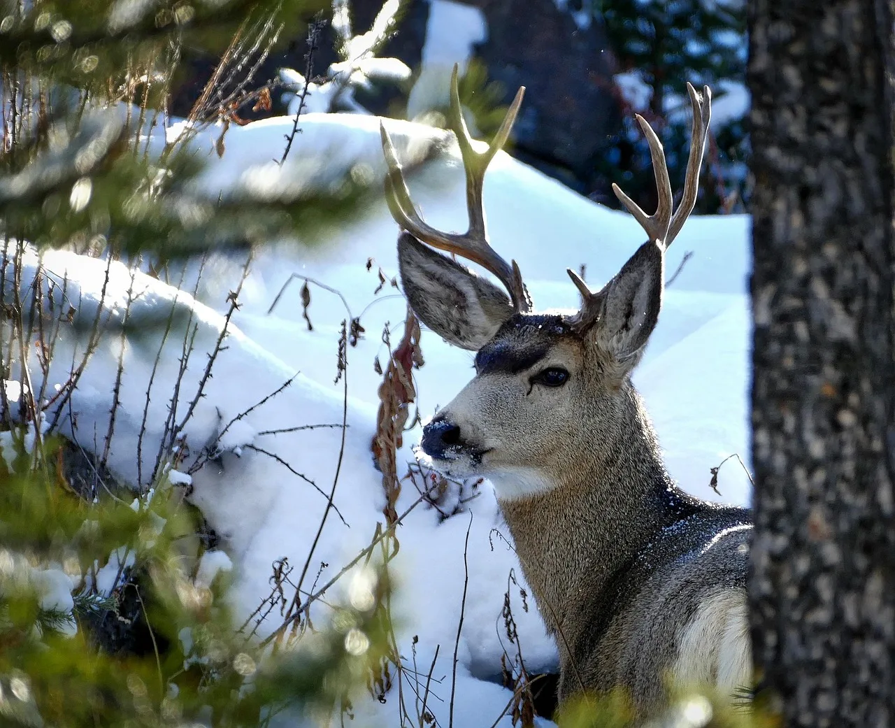 Northeast Montana chronic wasting disease on the rise