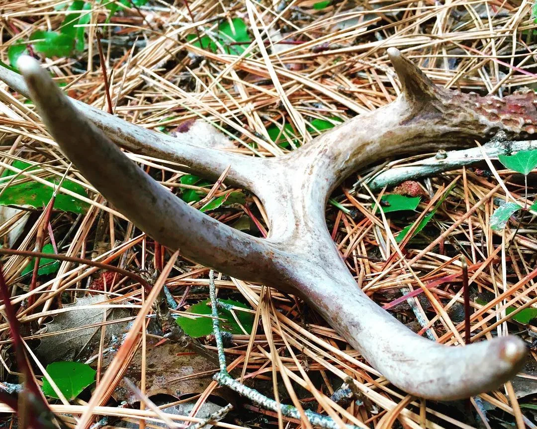 How To Master the Art of Finding Antlers