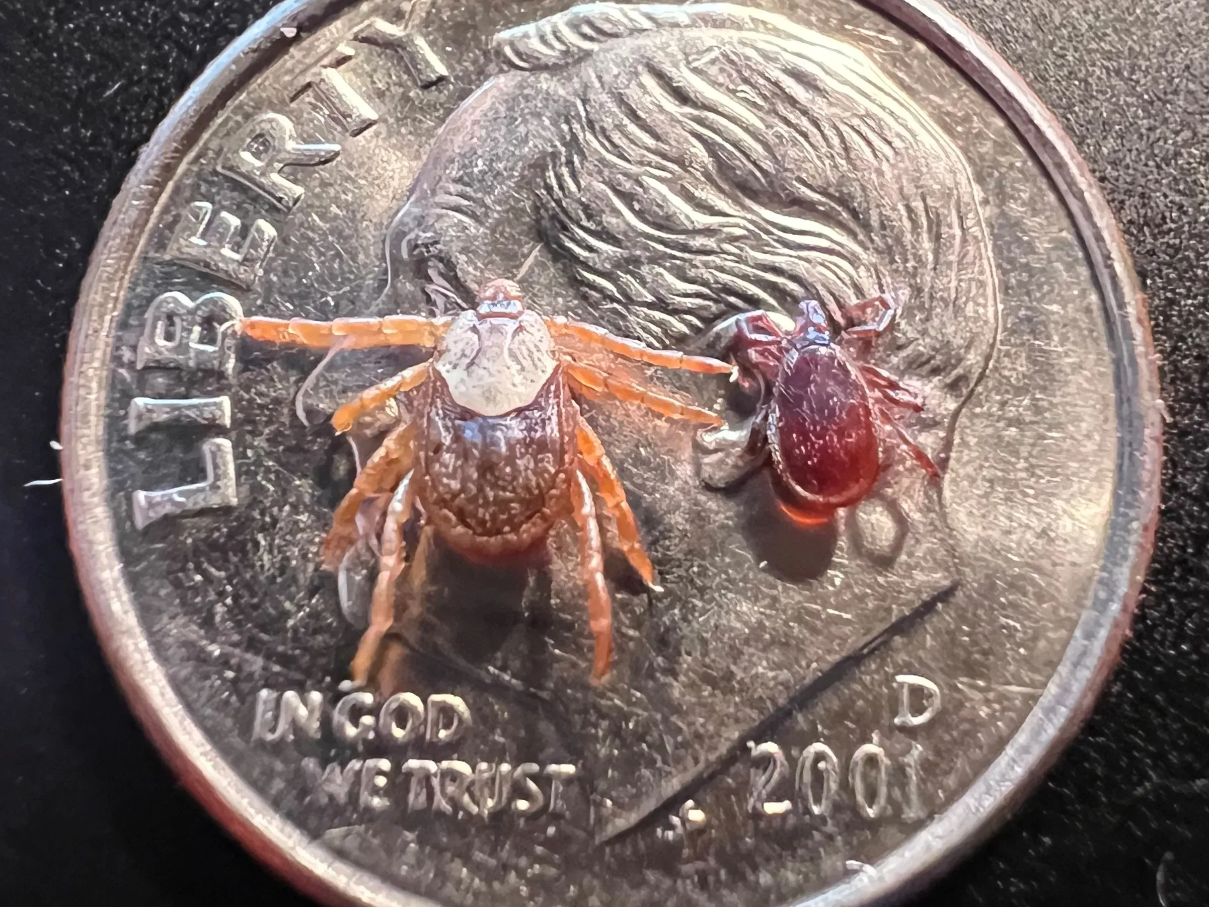 Ticks carrying Lyme disease may have infiltrated Montana; found on bird dog