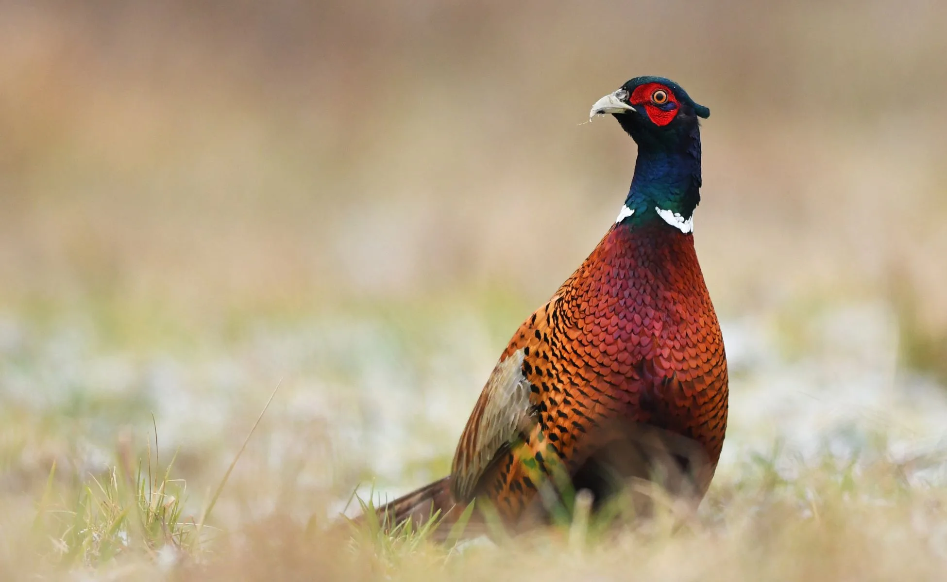 2025-2026 Non-Member Waterfowl & Upland Game Bird Hunting Draft Proposal 