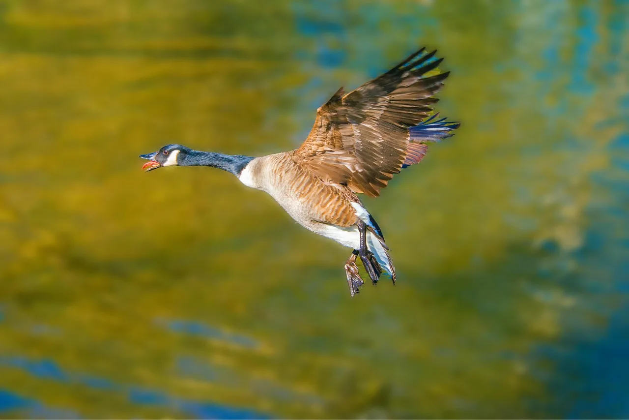 The Department of Livestock Asks Montanans to be Aware of Avian Influenza