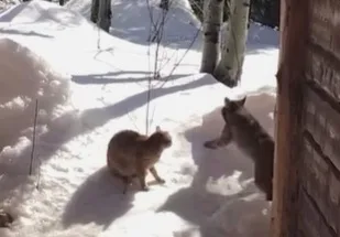 Housecat vs. Bobcat: Who’s the Real King of the Yard?