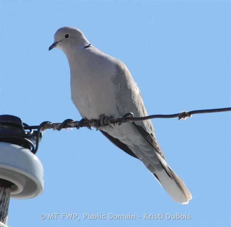 FWP confirms pigeon paramyxovirus outbreaks in Missoula and Ravalli counties