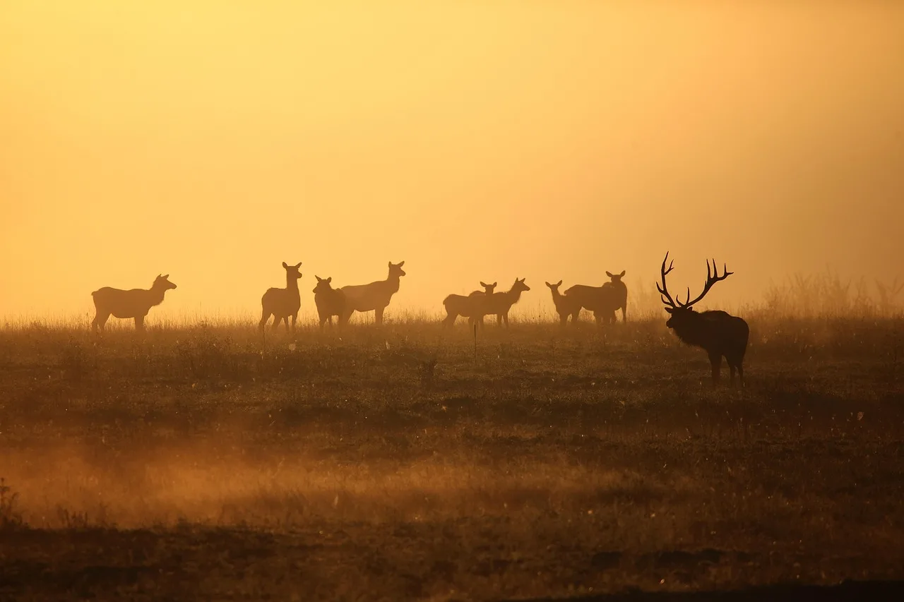 UM to request permission to plan for Center for Hunting and Conservation