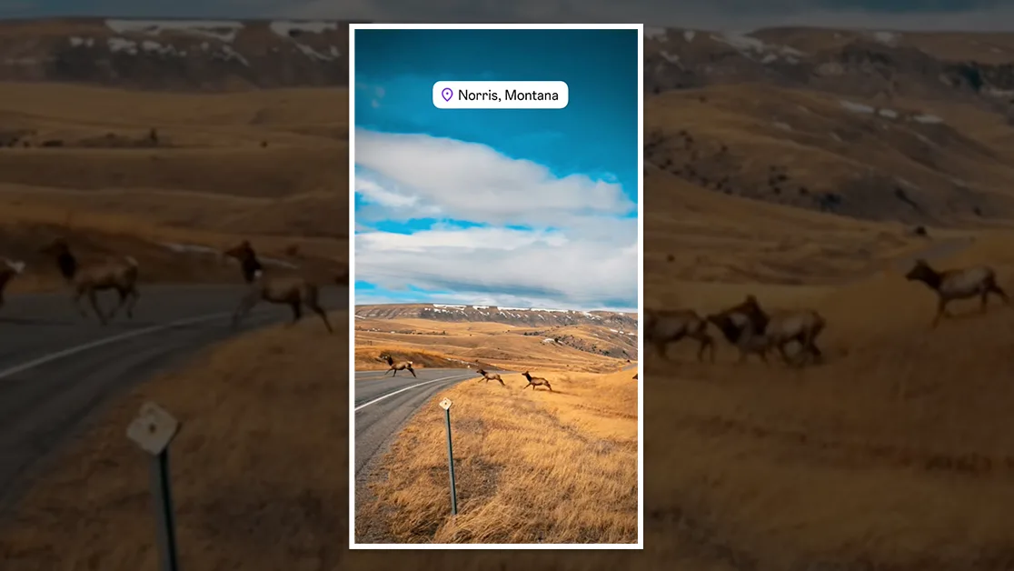 [VIDEO] Massive Elk Herd Caught Crossing Highway by Norris, MT