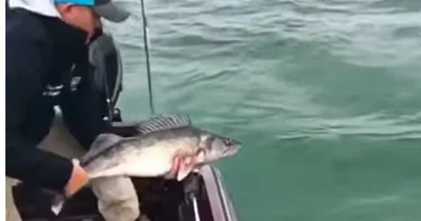 Fort Peck Walleye Wednesday