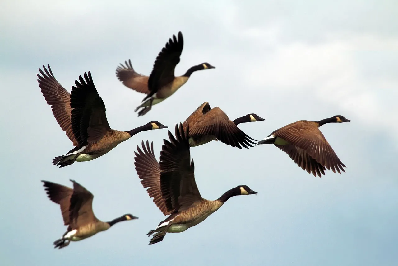 U.S. Bird Populations Continue Alarming Decline, New Report Finds