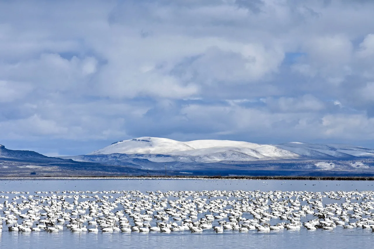 FWP seeks comment on 2025–2026 Migratory Bird Regulations and 2026–2030 federal zones and splits for Montana