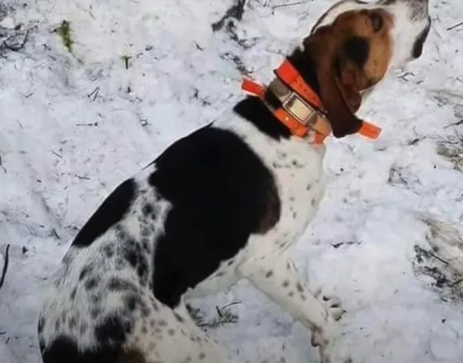 Lost Hound’s Body Turns up on Yellowstone River with Bullet Hole