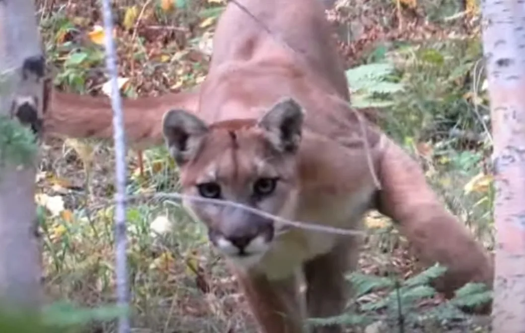 Montana Mountain Lion Encounter, wondering “Am I on the Menu?”