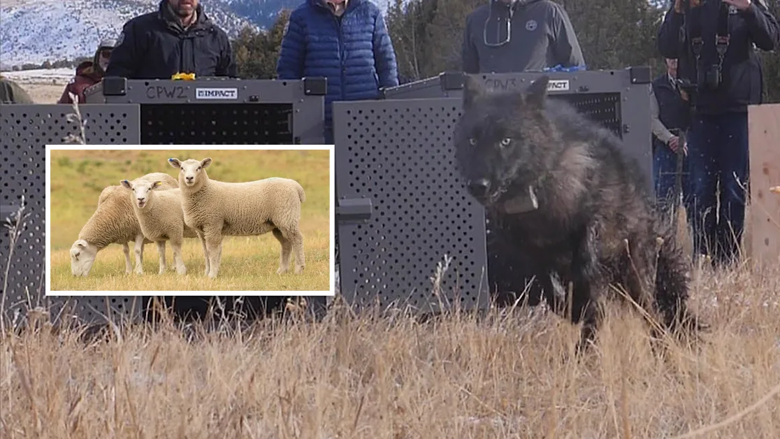 Transplanted Wolf from Canada to Colorado Found Dead in Wyoming After Livestock Attacks