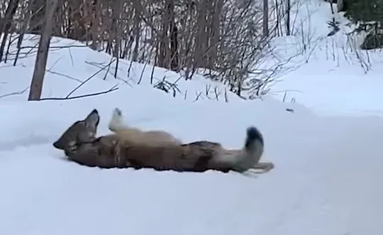 Snowmobiler Meets Wolf