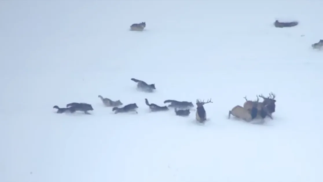 11 Wolves Caught On Video Chasing Elk Herd at Yellowstone